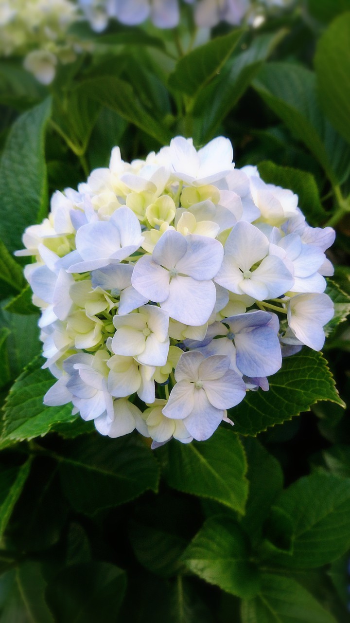 紫陽花