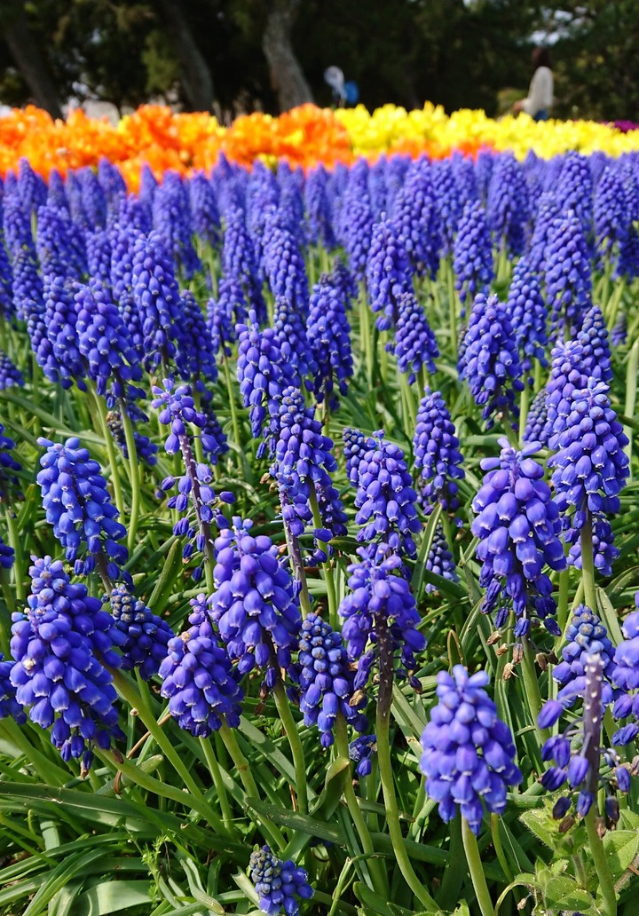 blue flowers