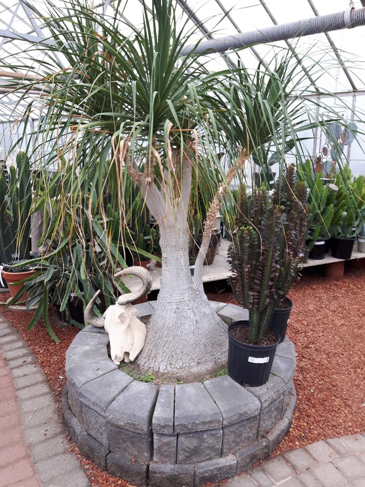 Cactus House