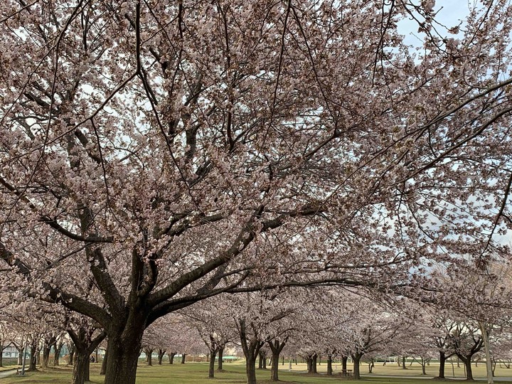 桜