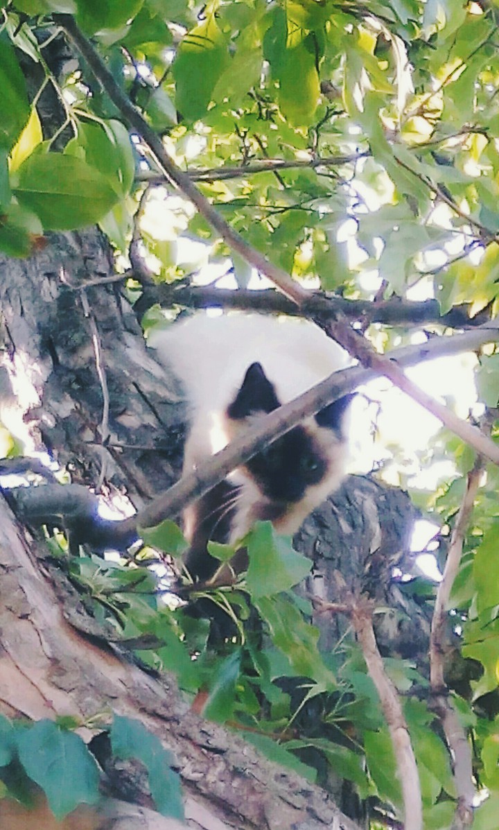 сиамский балинезийский кот