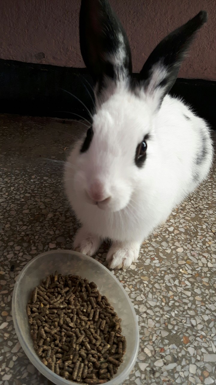 For the memory of my rabbit