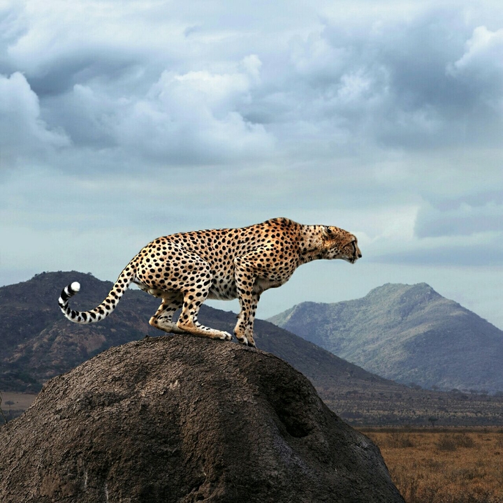 Leopardo