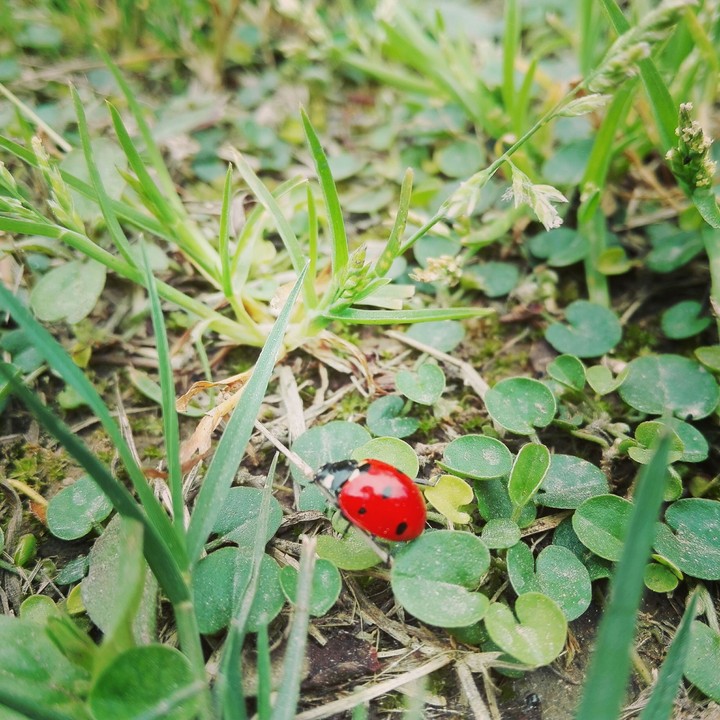 LadyBird