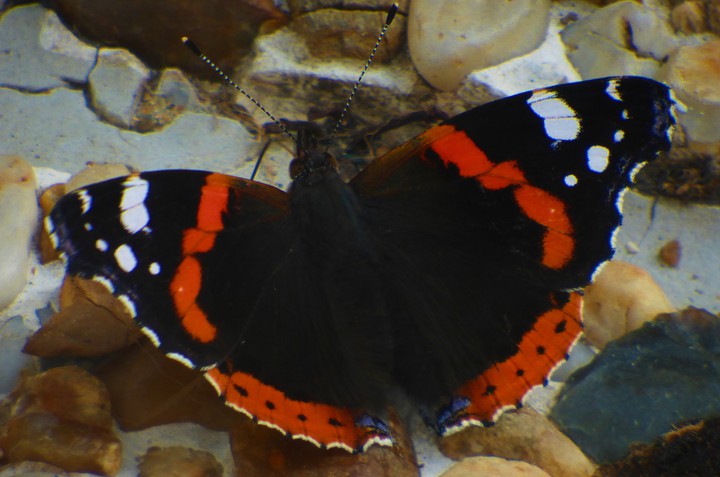 papillon