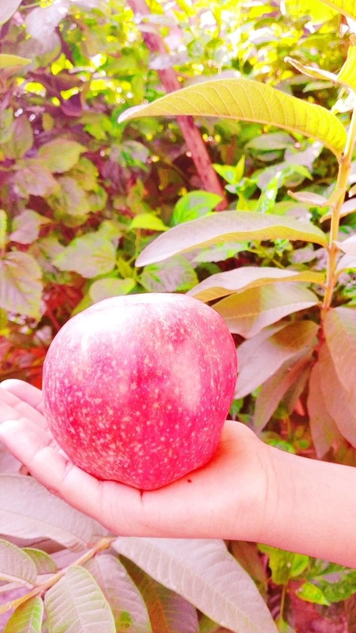 Apple