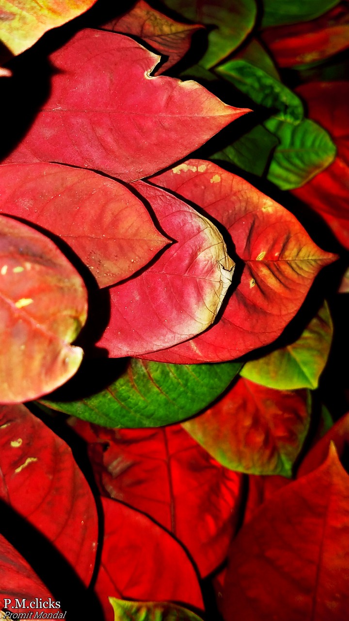 red leaves