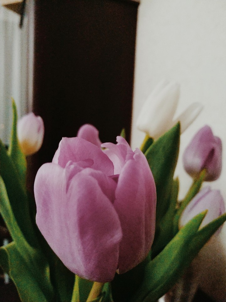 tulips
