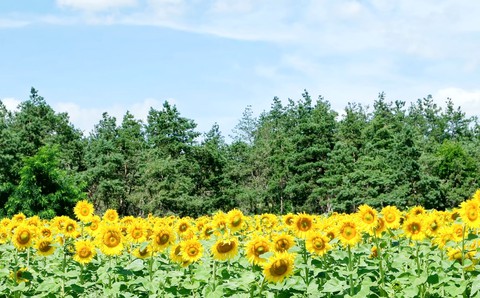 sun flower