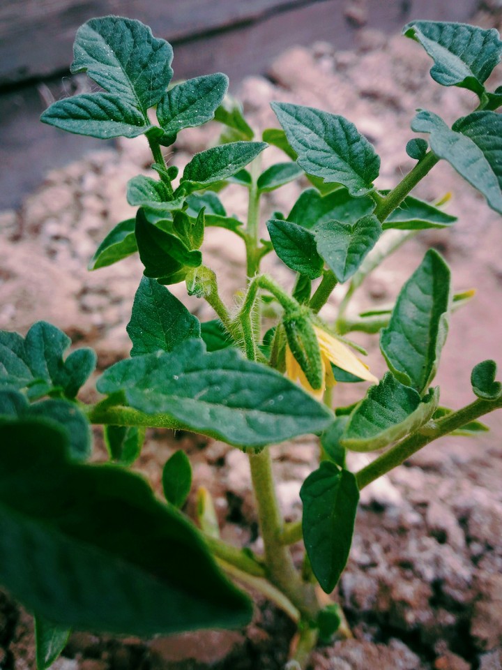tomato