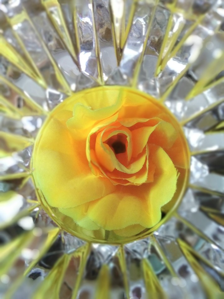 yellow rose