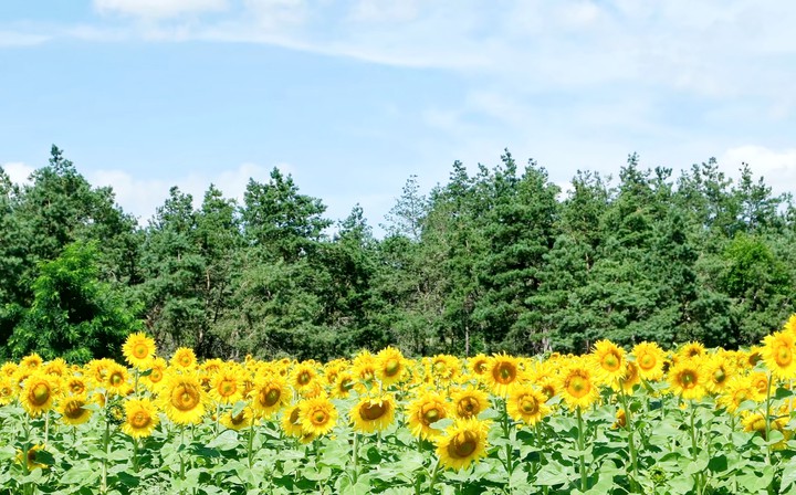 sun flower