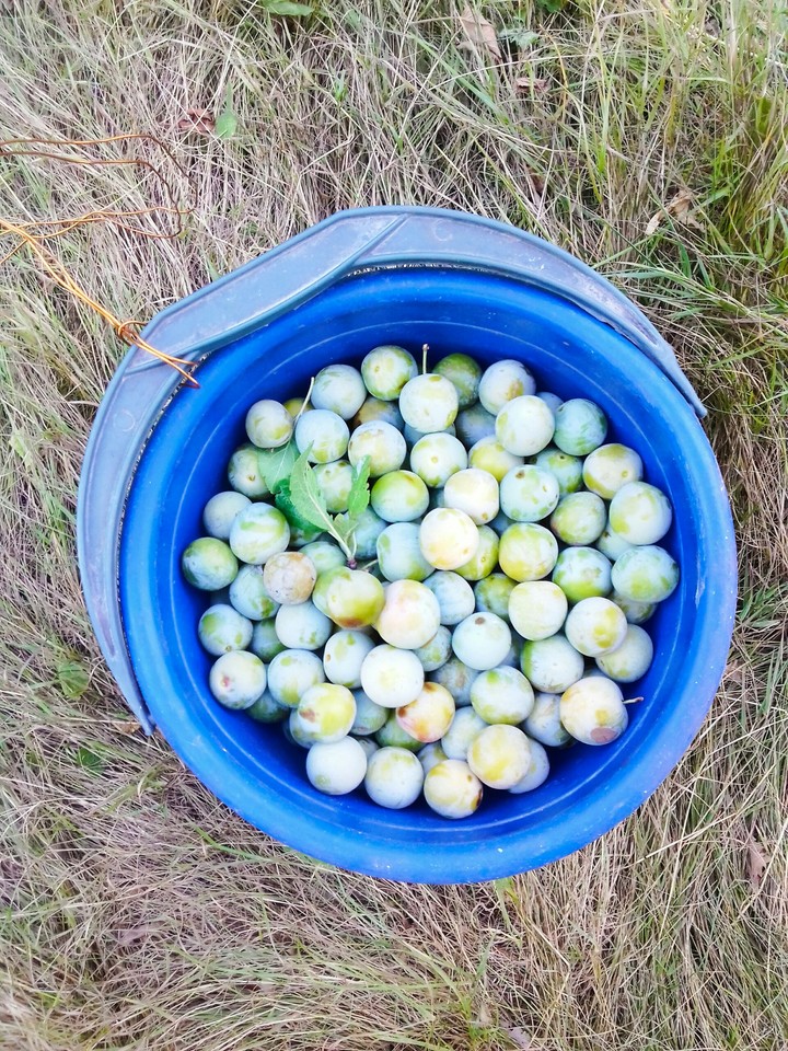 Tasty plums.