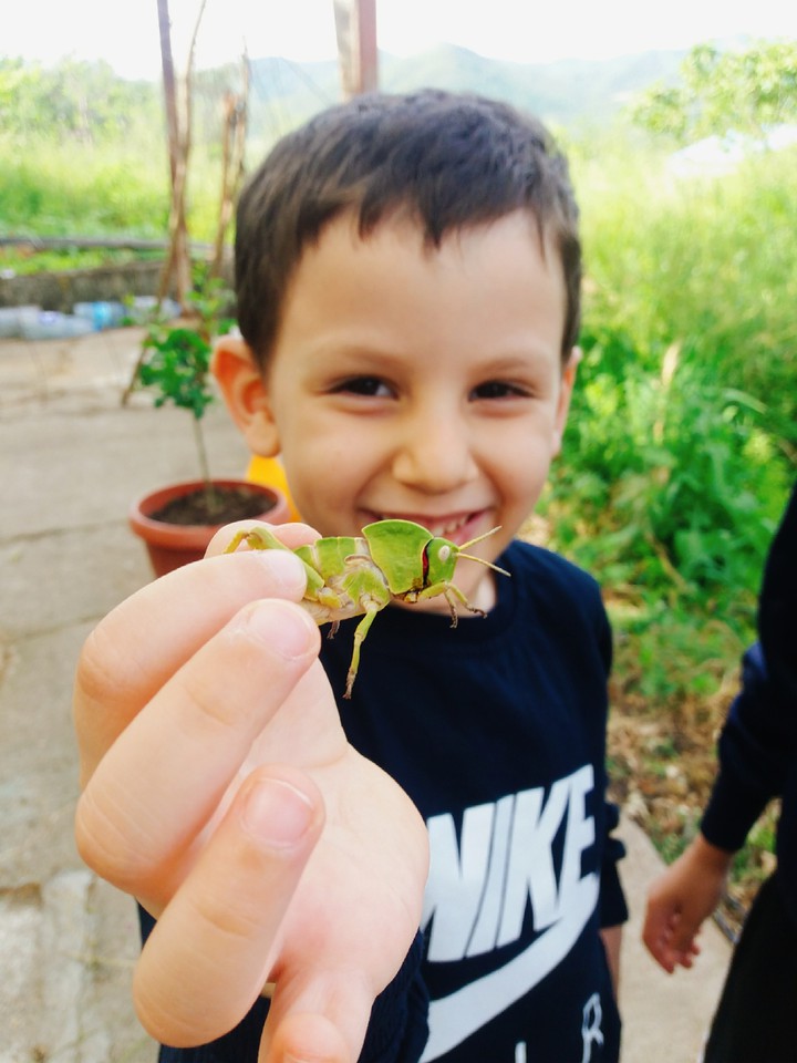 locust ?