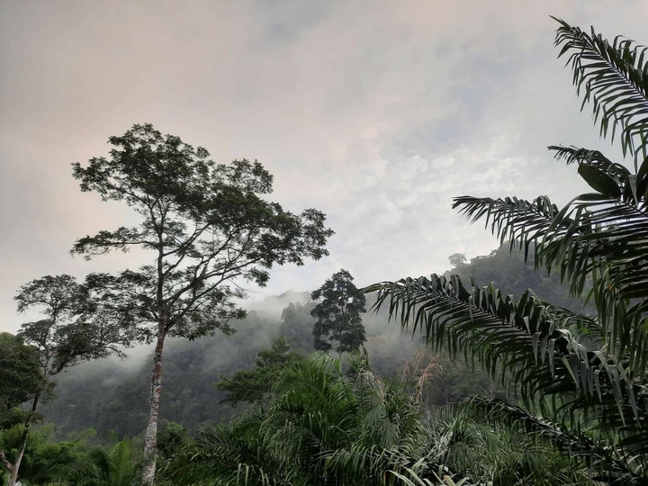 Nature
