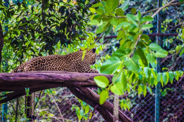 Leopard
