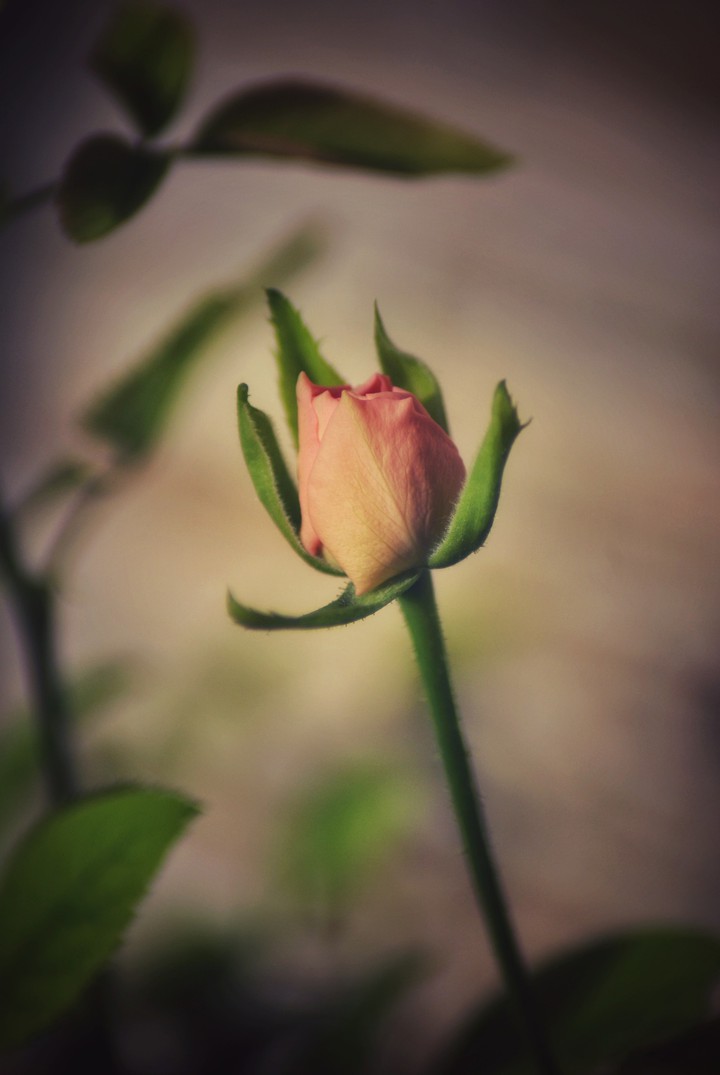 rose-myclick-