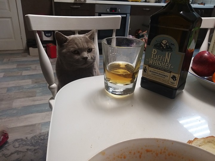 Cat loves whiskey... Кот любит виски )