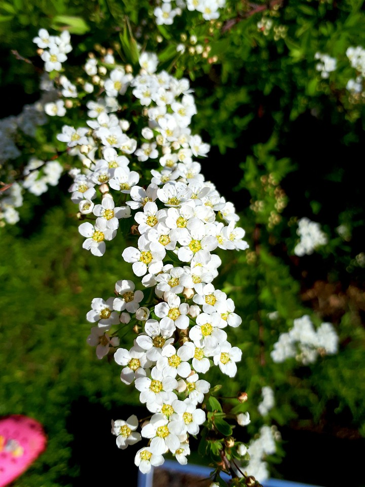 spring