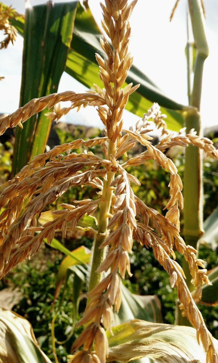 Corn