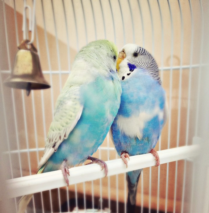 love