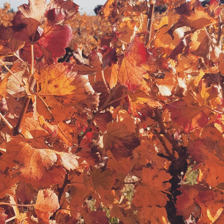 vignes