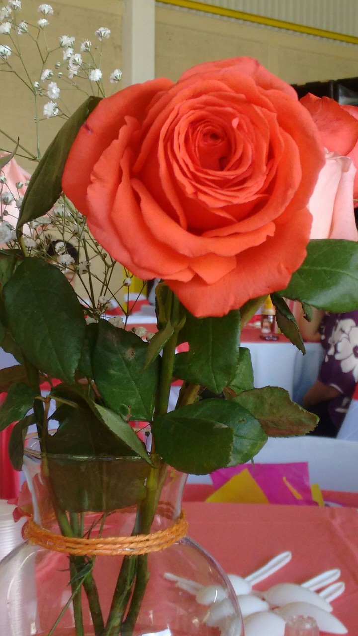 Rose