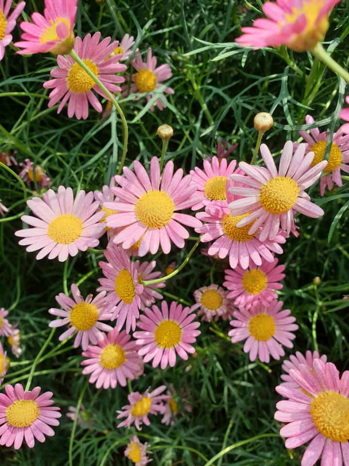 pink flowers