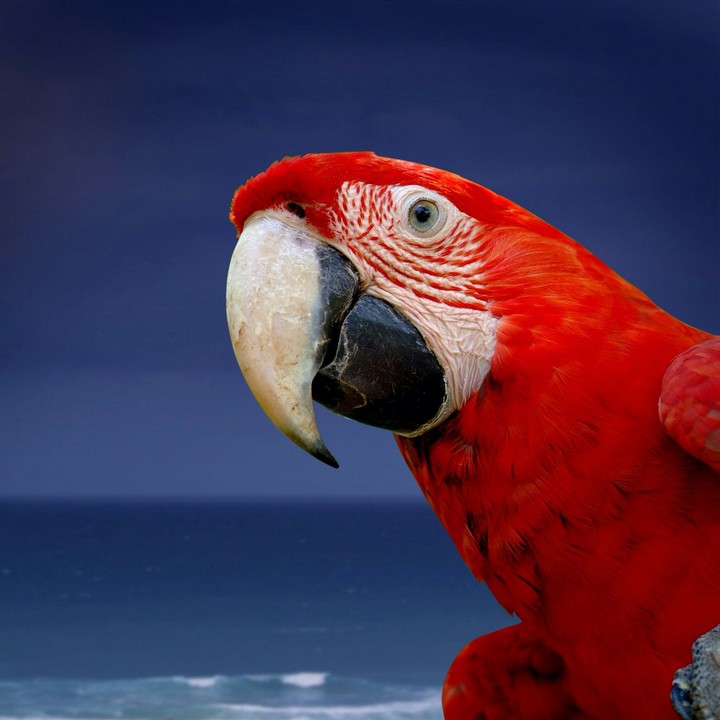 Parrot - by Ali Hamza