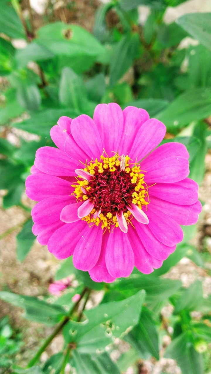 lovely flower