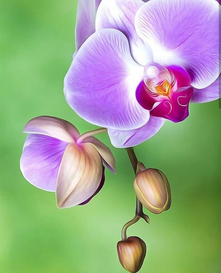 orchidea