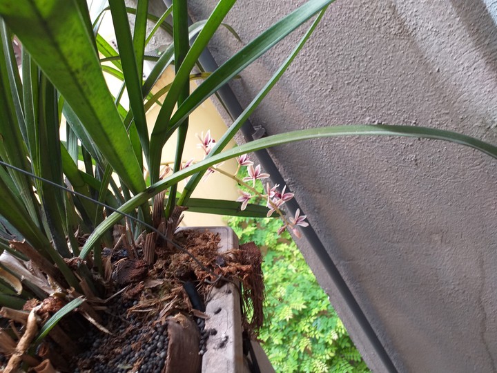 My orchids