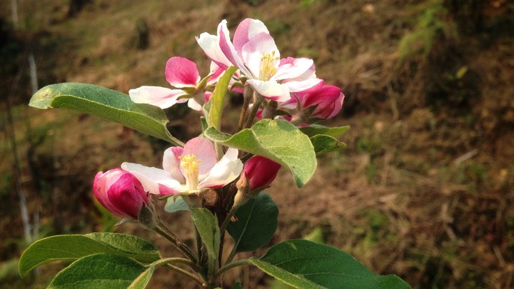 apple blossom