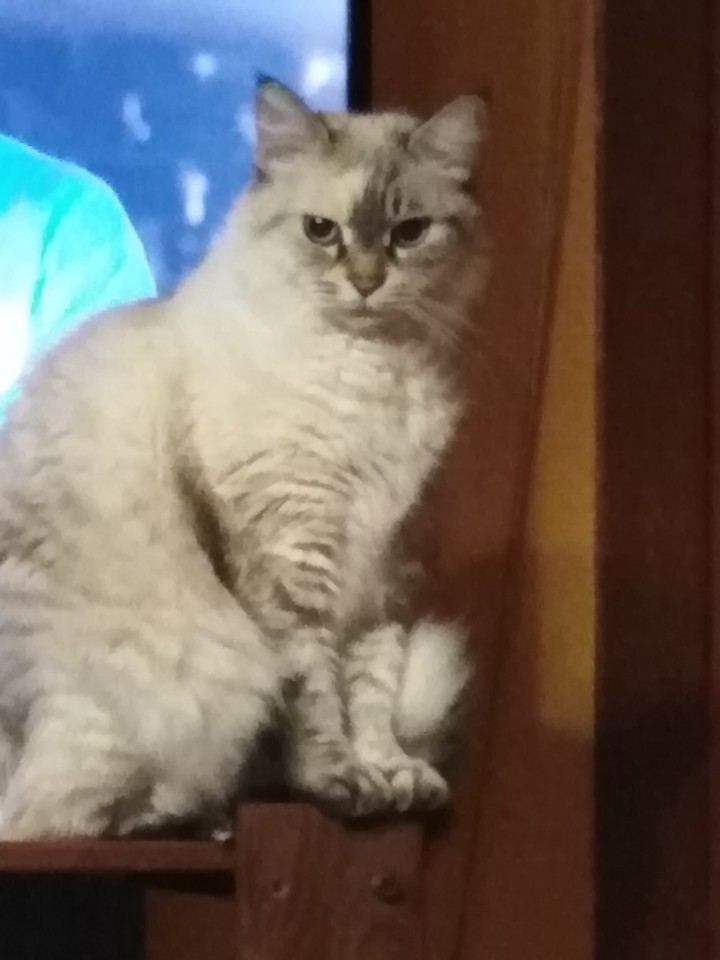 cat