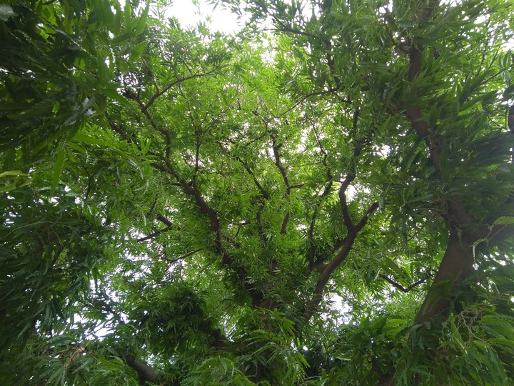 follow the ? nature