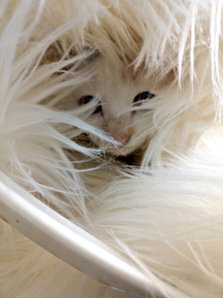 kitten