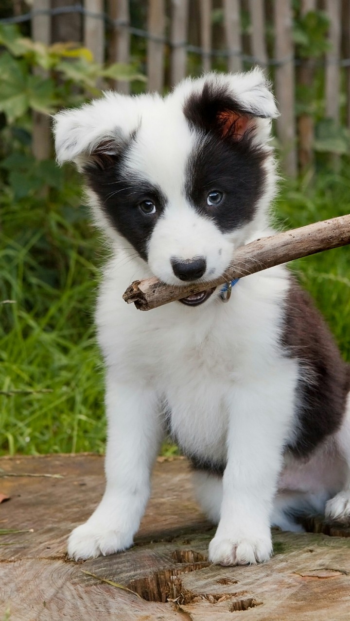 puppy