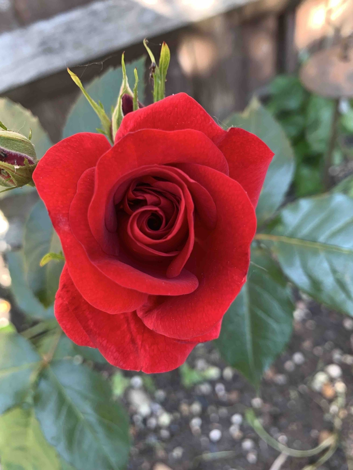 Rose flower