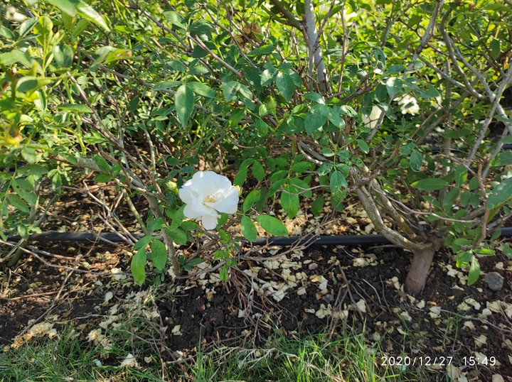 Flower 2