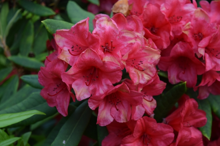 Pretty Flowers
