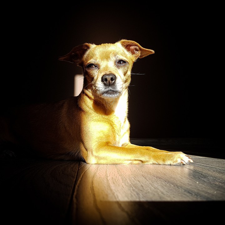 dog