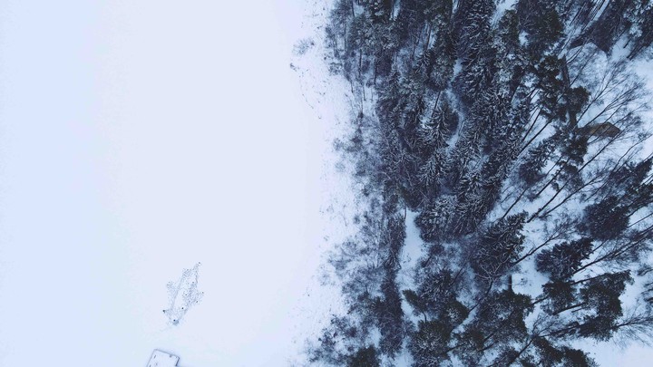 snow fox ...