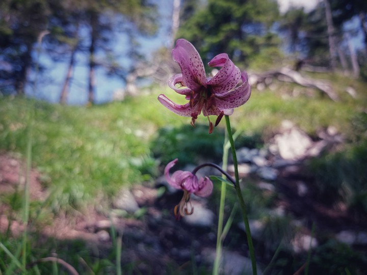 beautiful flower