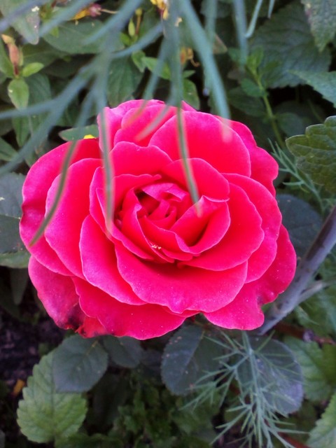 sfondi flower, plant