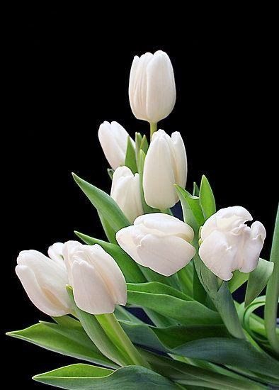 White tulips.