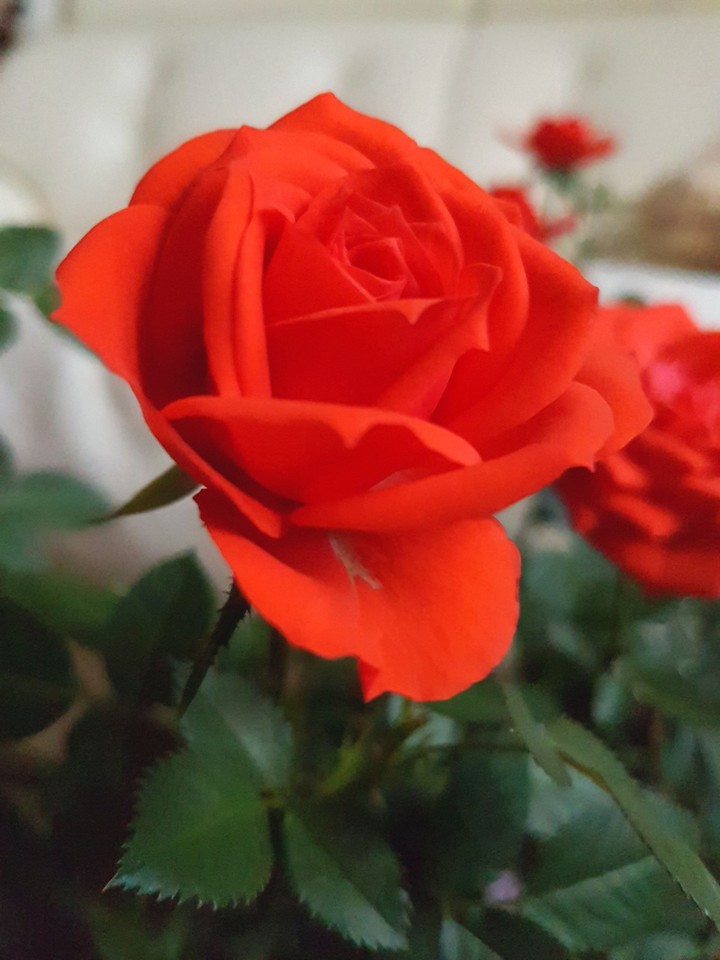 rose