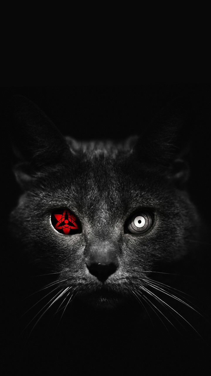 black cat