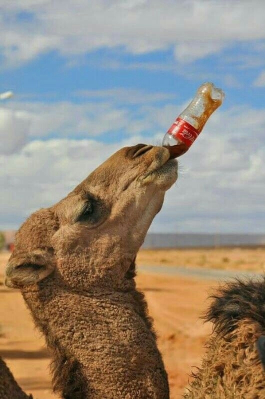 Coca Cola Forever