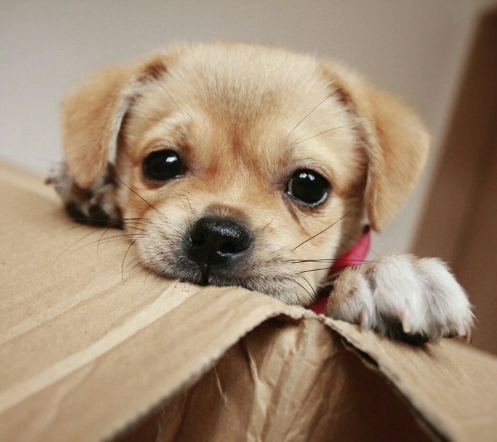 Cute doGGie