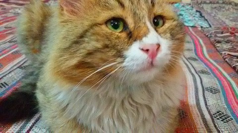 My cat